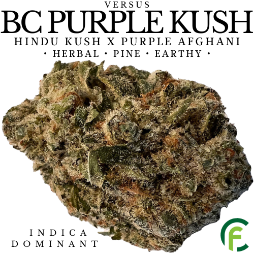 Product image BC Purple Kush 1